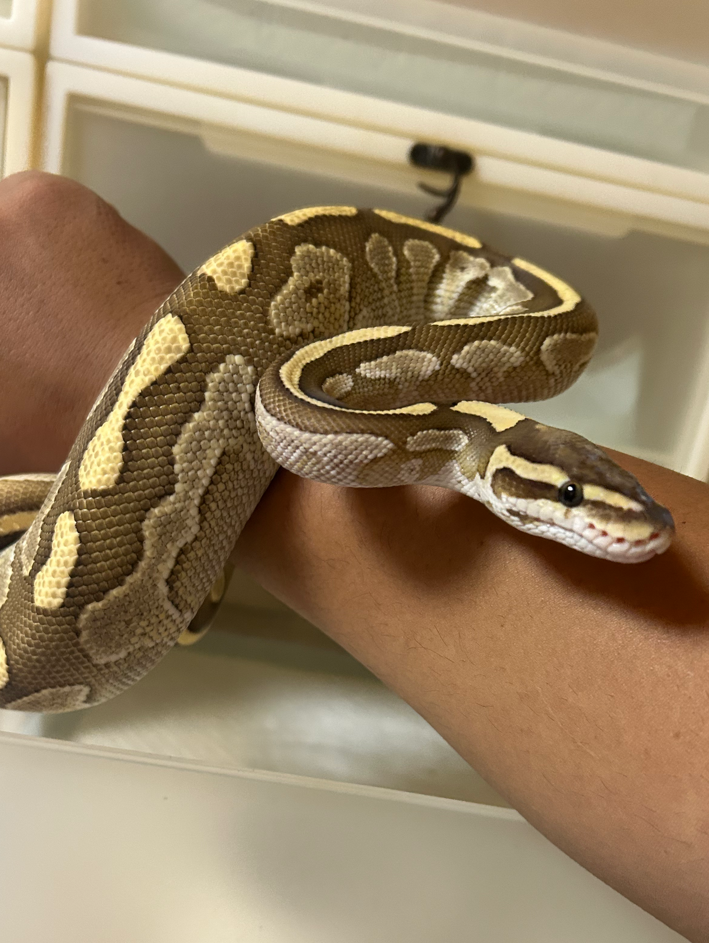 🦎エピソード🐍