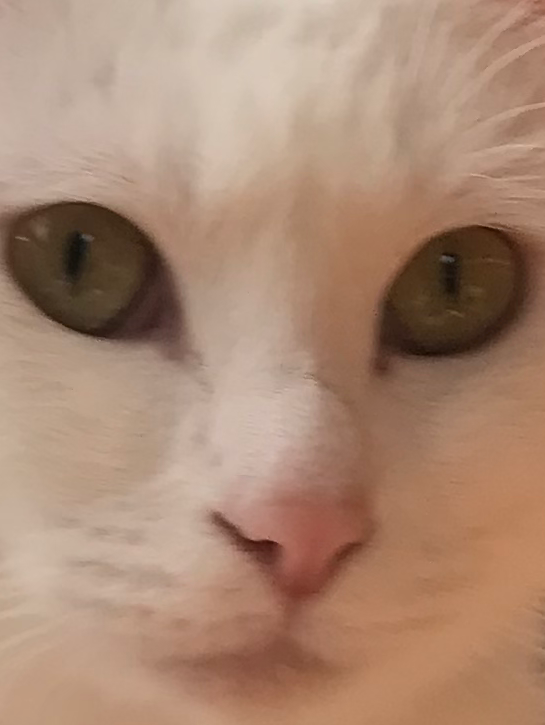 プッチンプリンをきれいにプッチンしてね