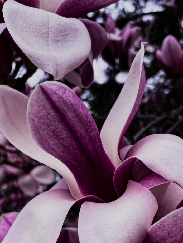 春のおすすめシナリオ