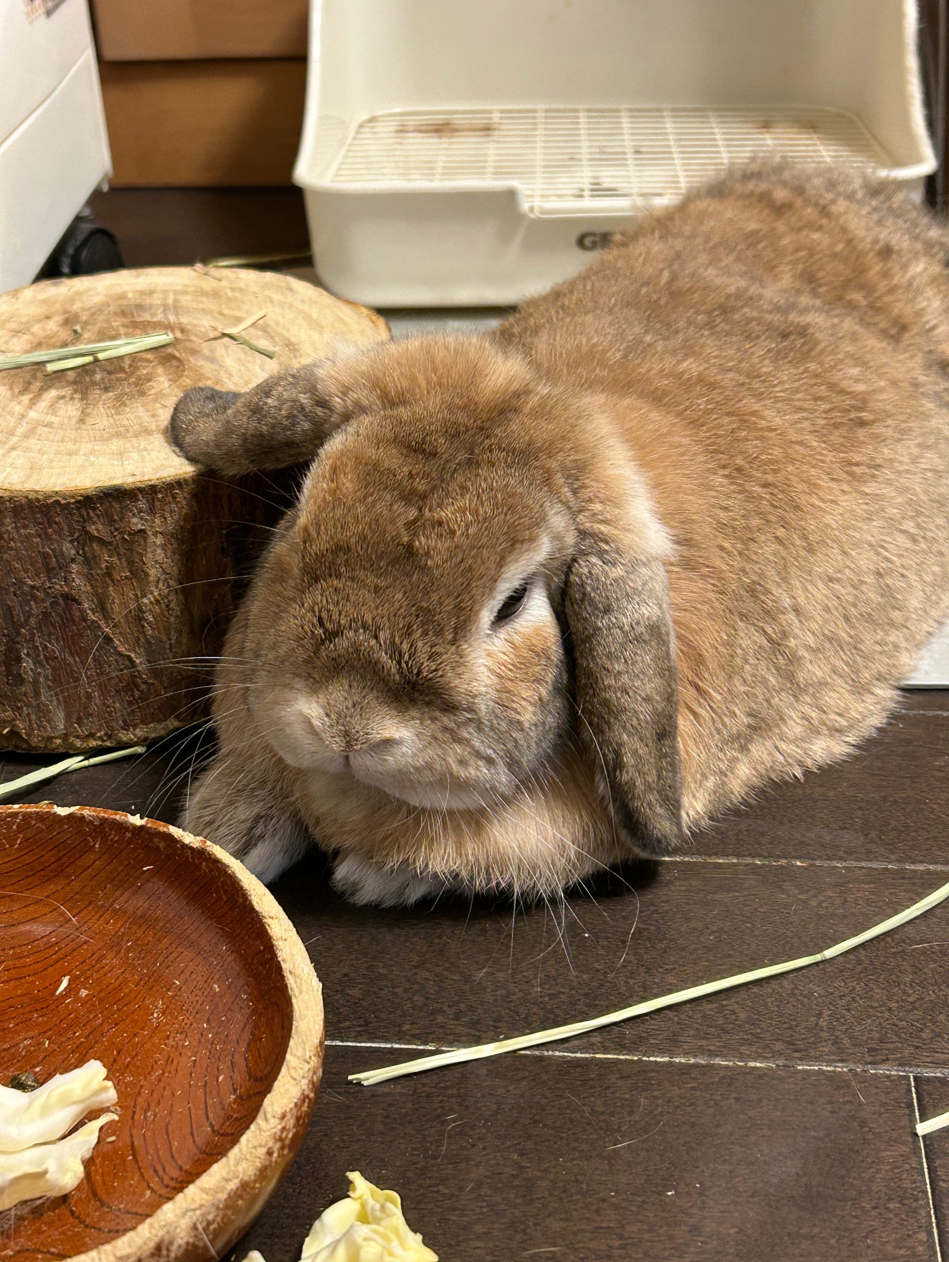ひきこもりの星立ち上げ⭐️