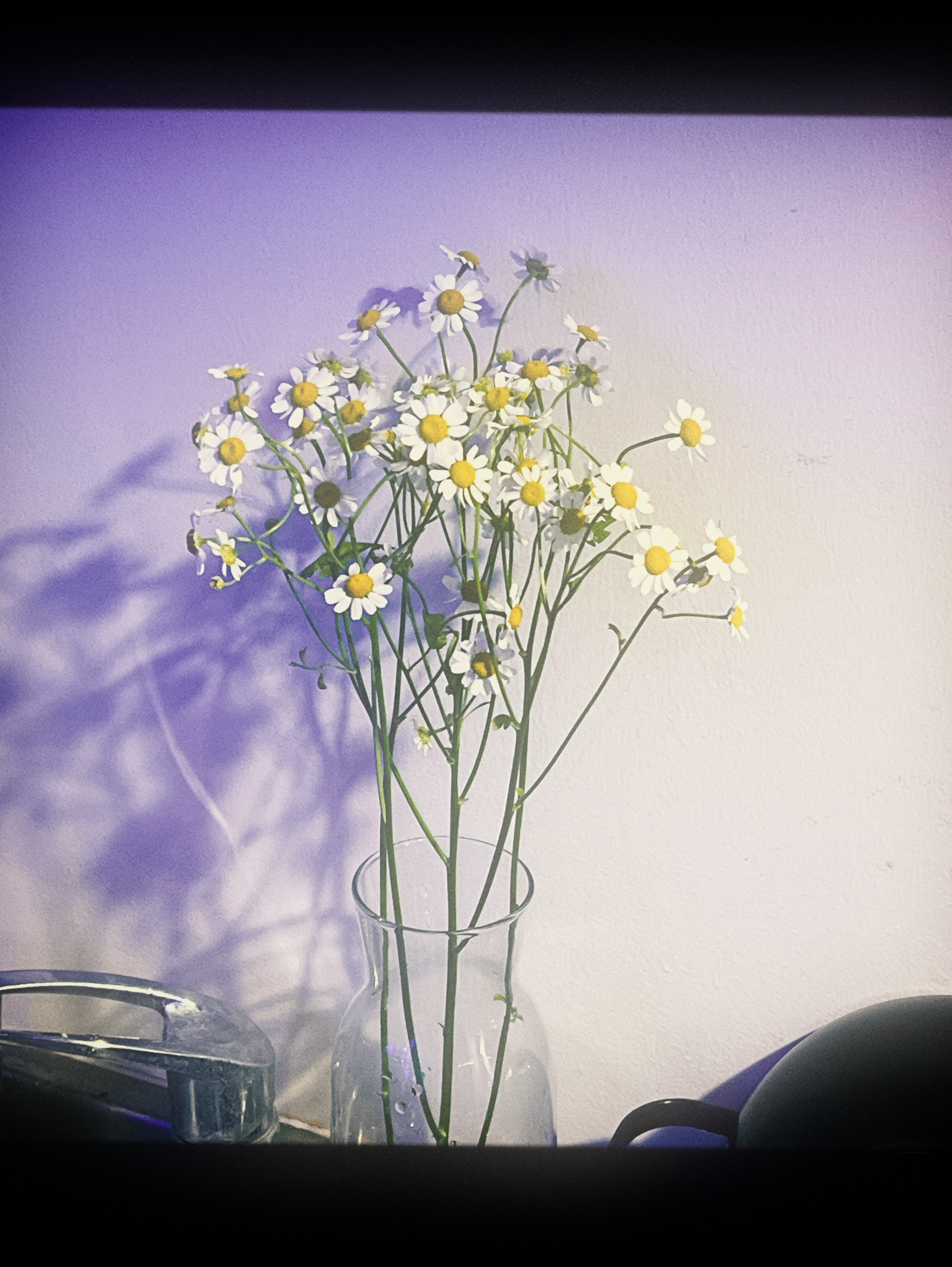 好きなお花教えて♪