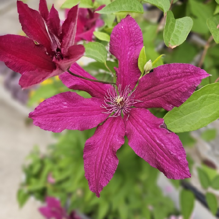 ライブで、演奏したことない曲、いっぱいあるのかもしれんけど、