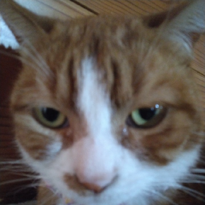 ベストショット教えて!