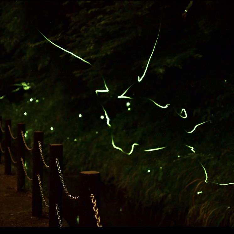 初夏を感じる自然を投稿しよう🌿.∘