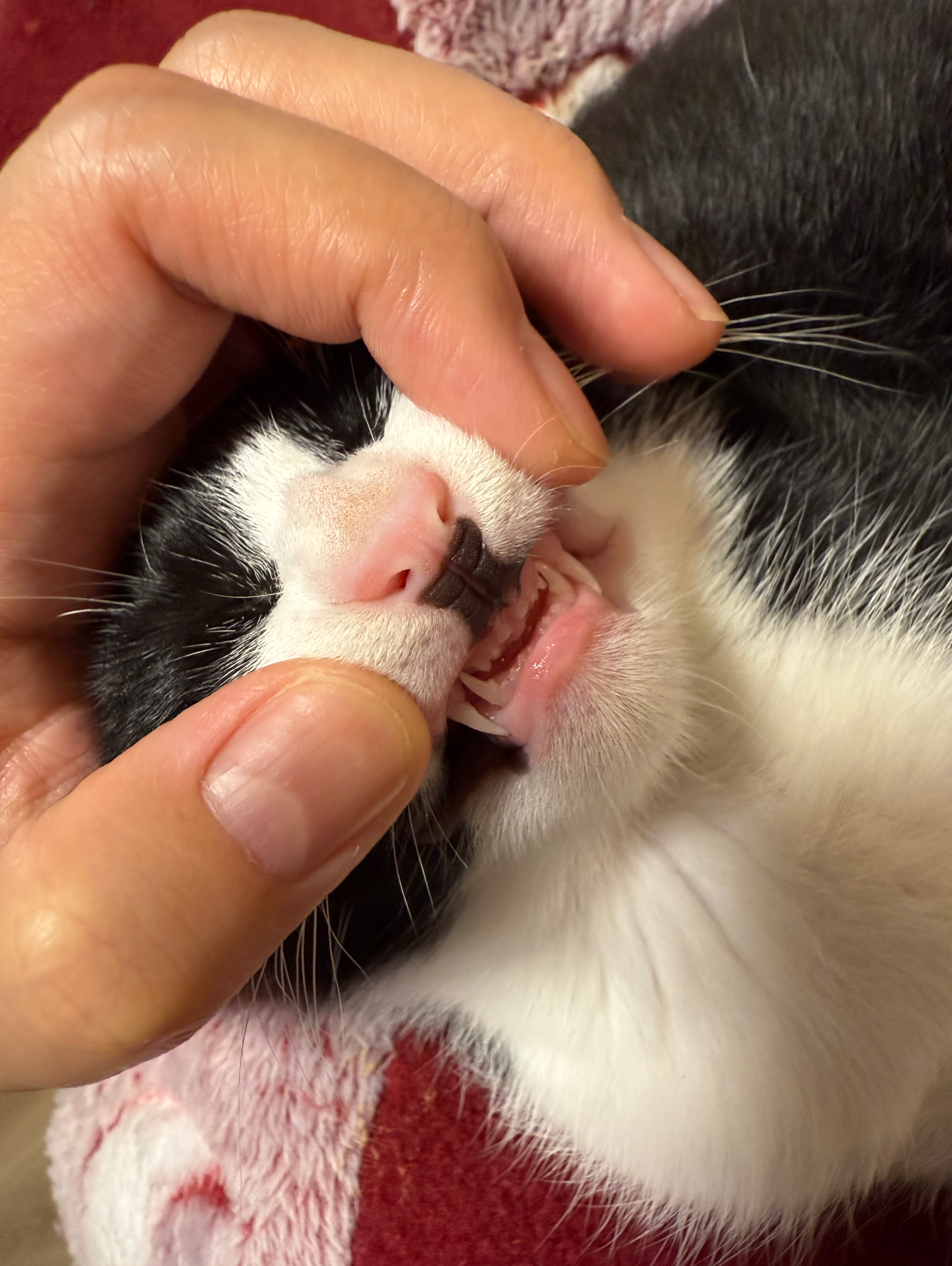 猫それぞれ？歯並び