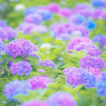 梅雨到来！梅雨の作品発表会☔