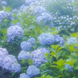 梅雨の美しさを𓂃𓂂ꕤ*.゚