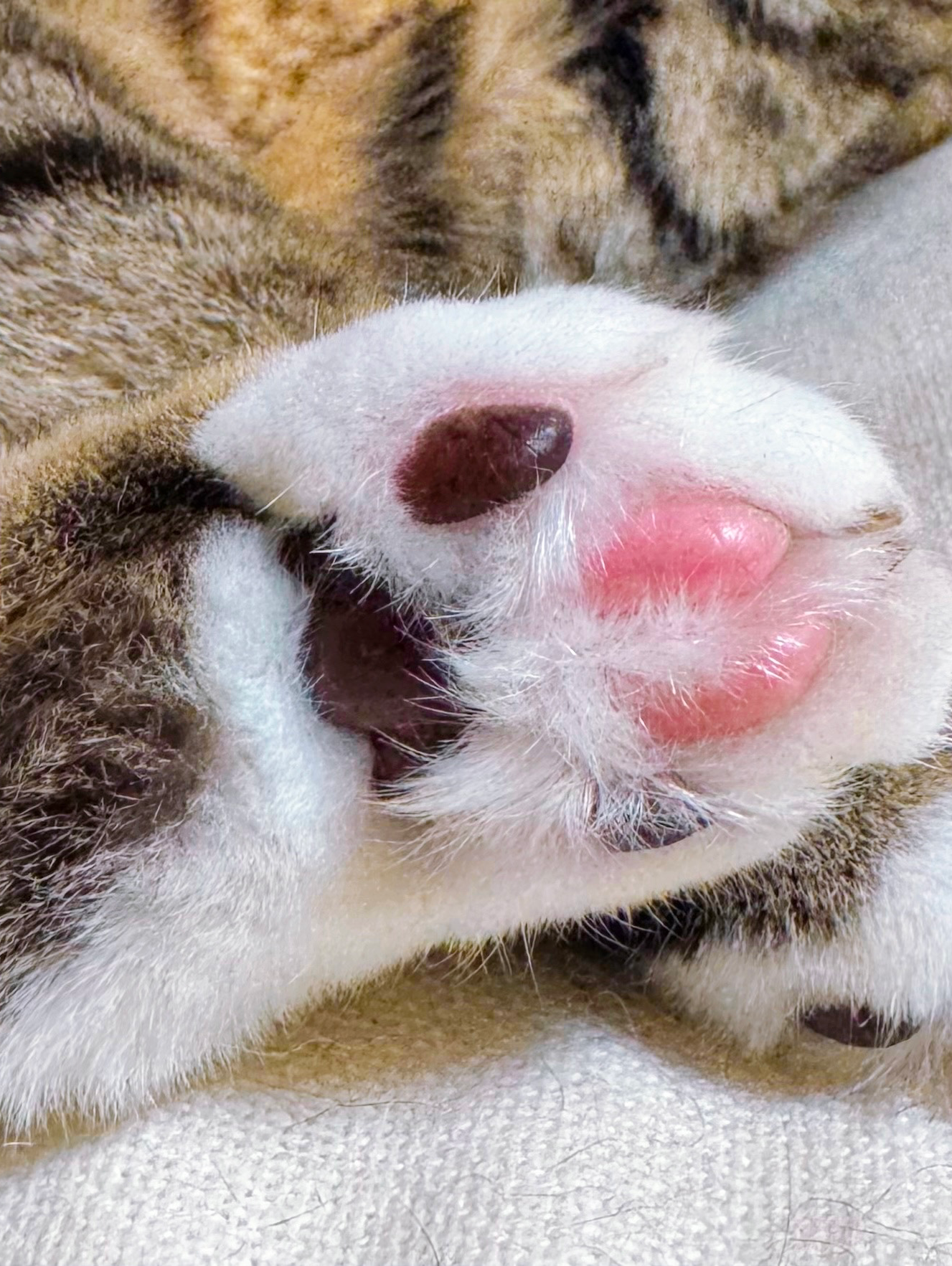 夏だ!祭りだ!肉球祭り🐾