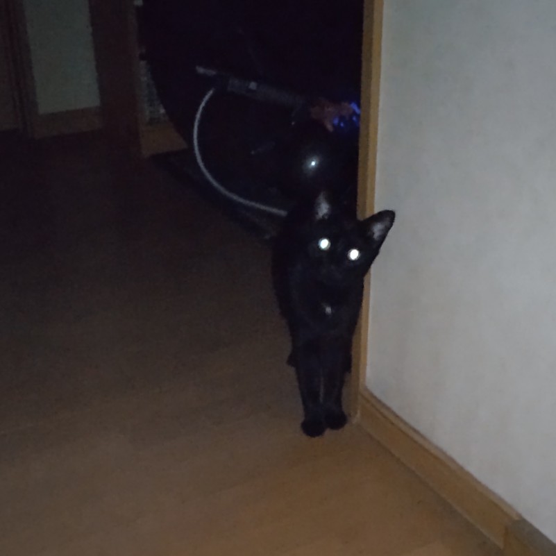 真夏の怪ニャン👻🕯️！物陰に潜む毛玉妖怪！