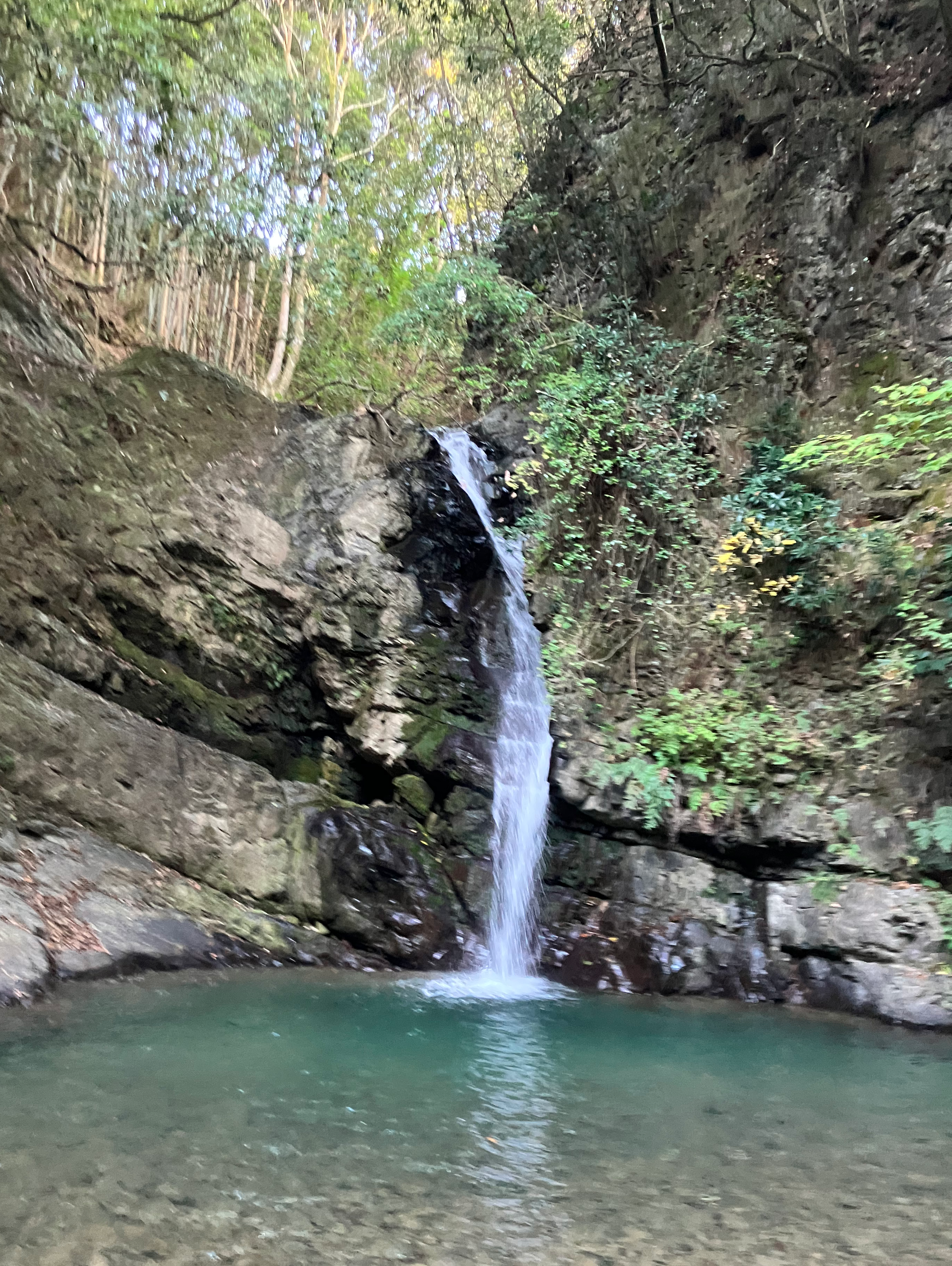 心落ち着く癒やしの緑を投稿しよう🌿