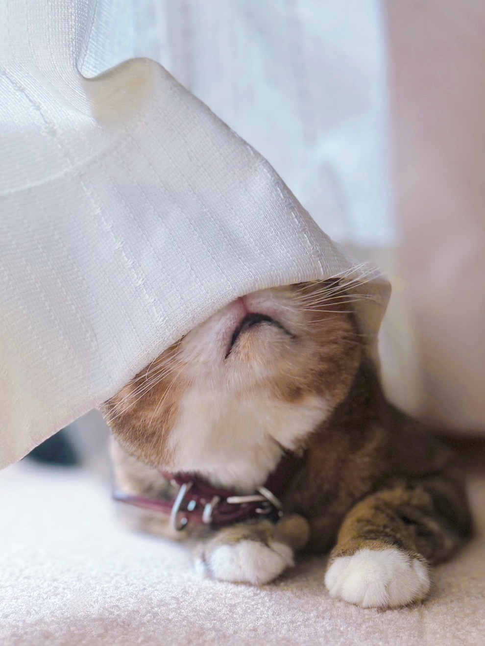 夏休みのニャンコ達