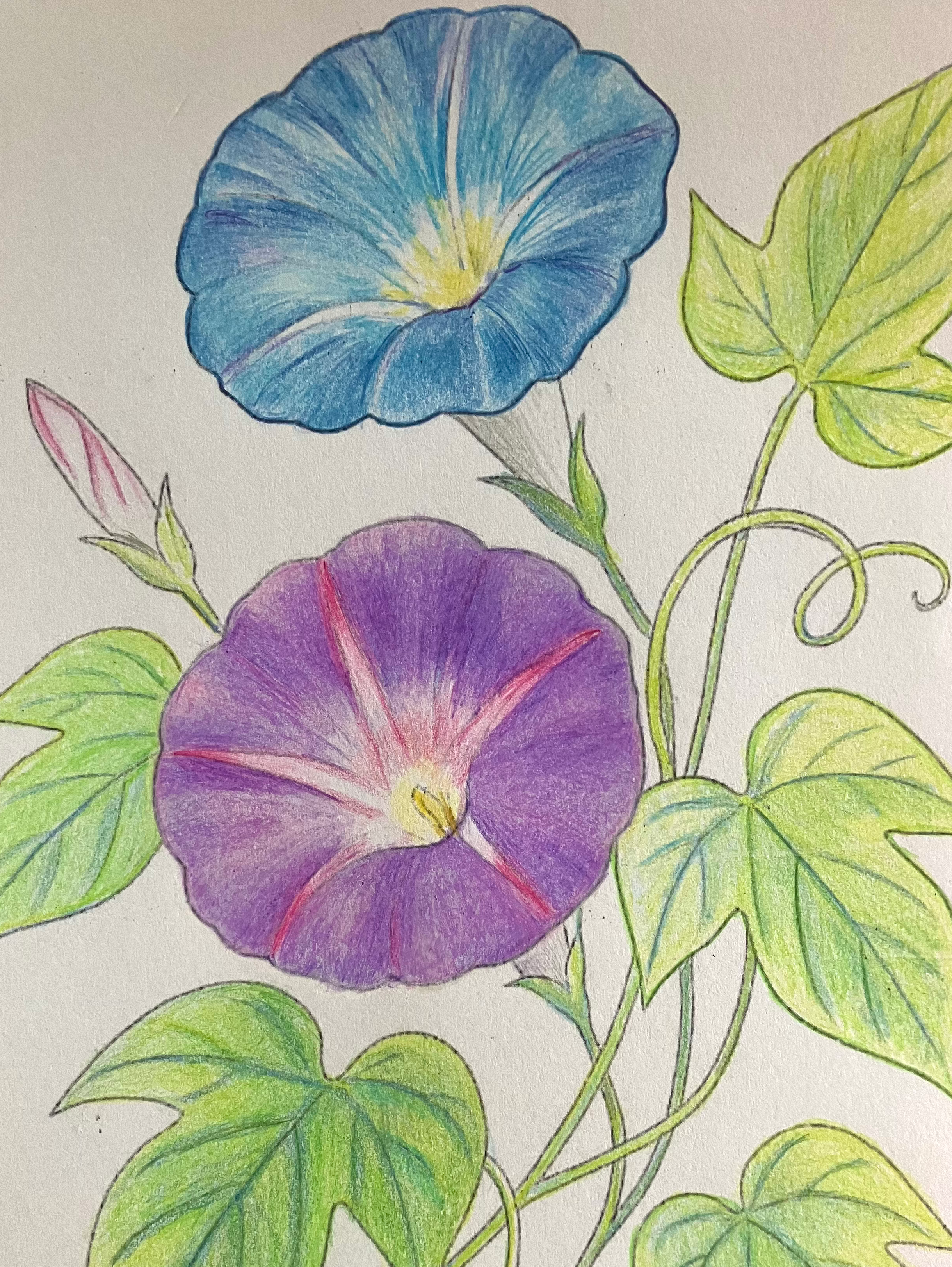 🎐🌻 夏の思い出ぬり絵2025🌻🎐