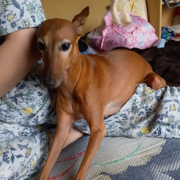 犬の個性でてる？