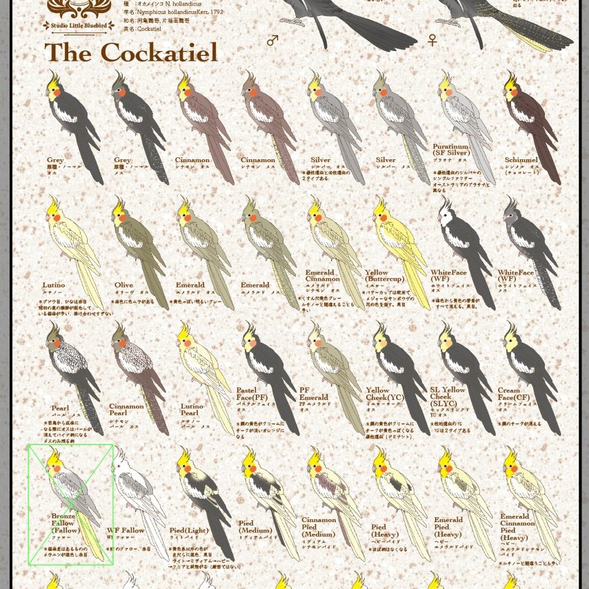 うちの子自慢大会🐥⸒⸒