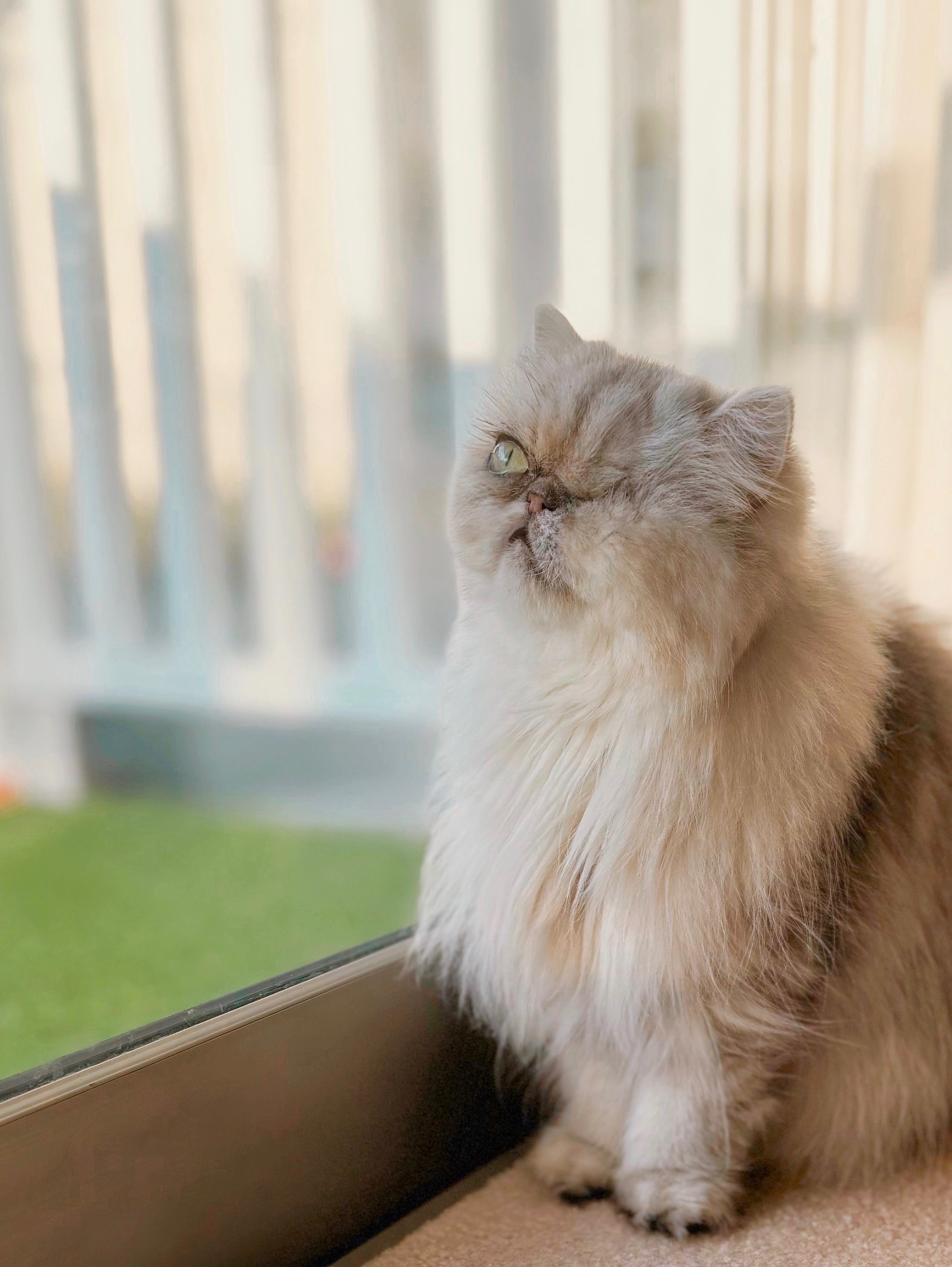 Septemberの猫さん達