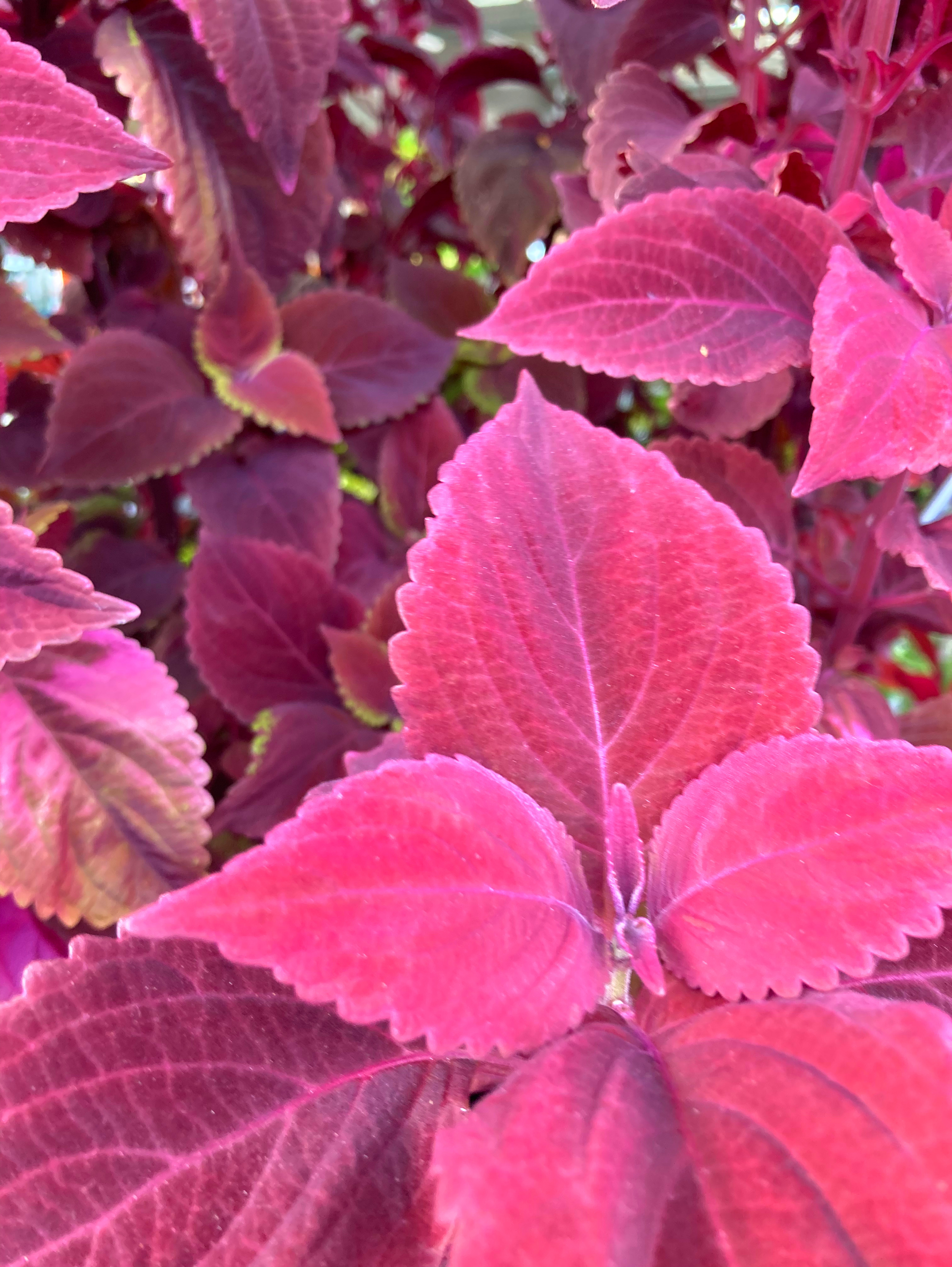 ピンク色集め🩷️