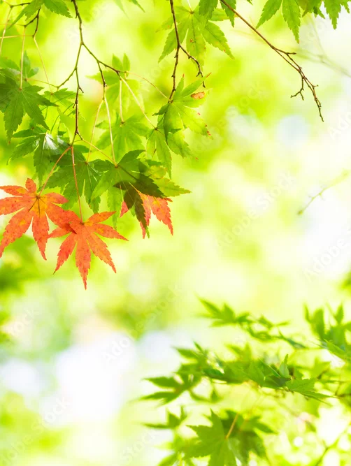 秋の始まりの薬膳🍁～初秋の養生～