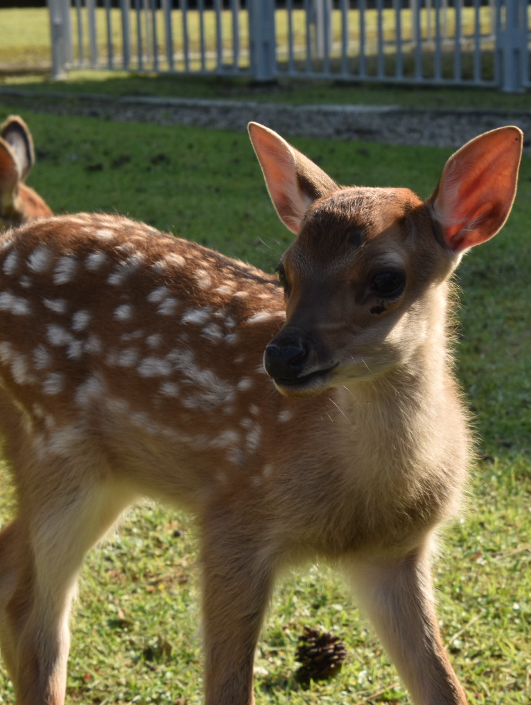 奈良の鹿ちゃん