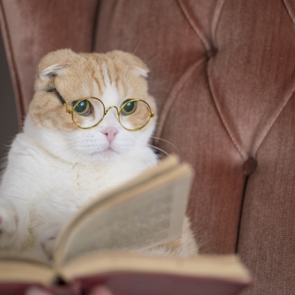 読書週間📚🐈‍⬛⸒⸒