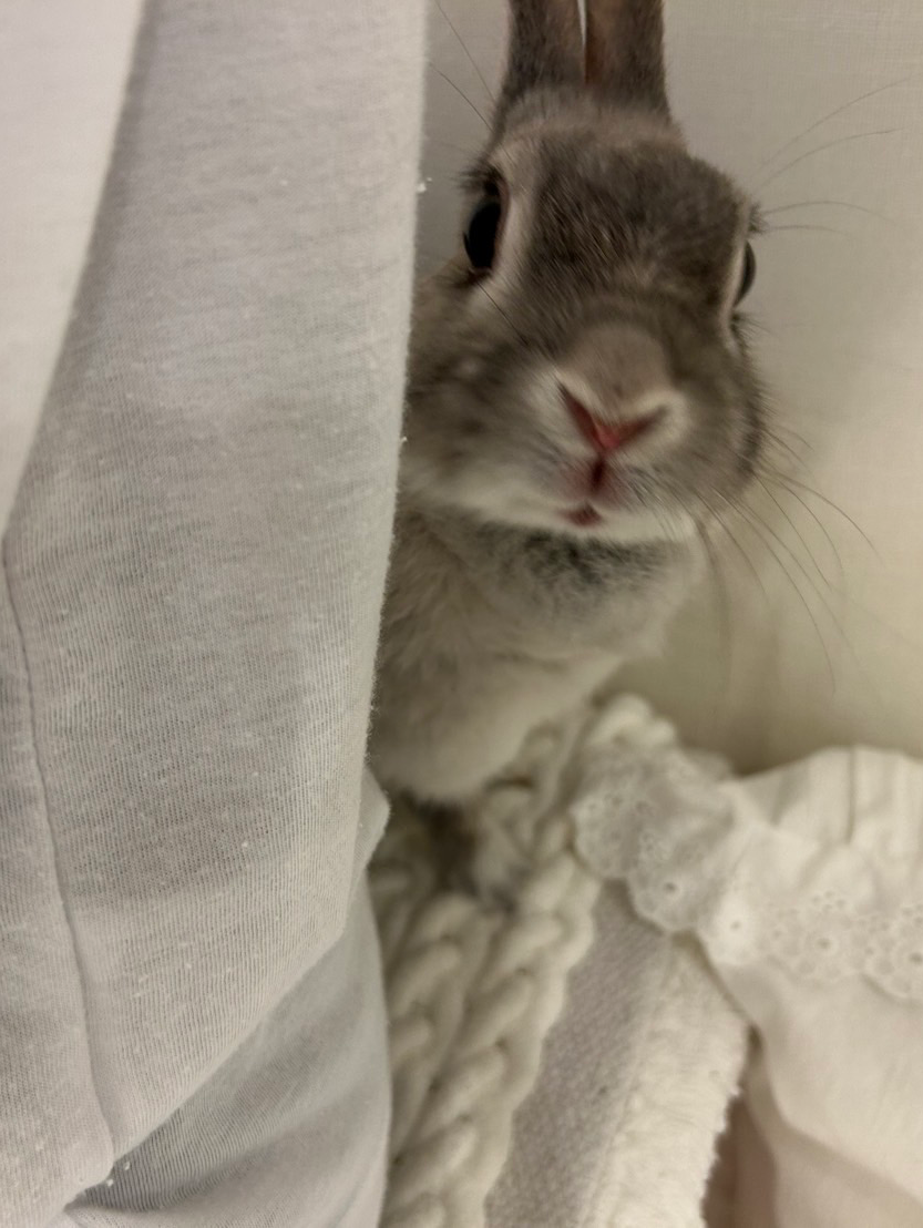 ネザーランドワーフのお友達募集中です！