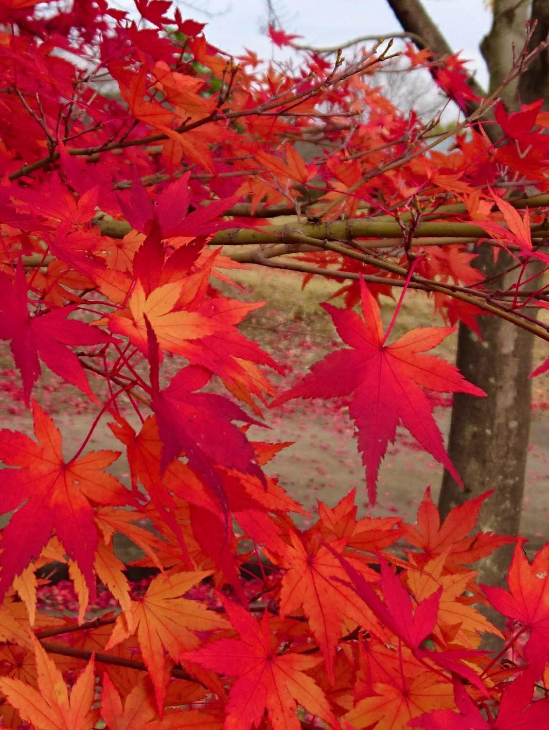 いろさんぽ　〜あかVer.〜