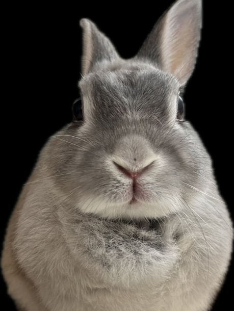 ネザーランドワーフワーフのお友達募集！