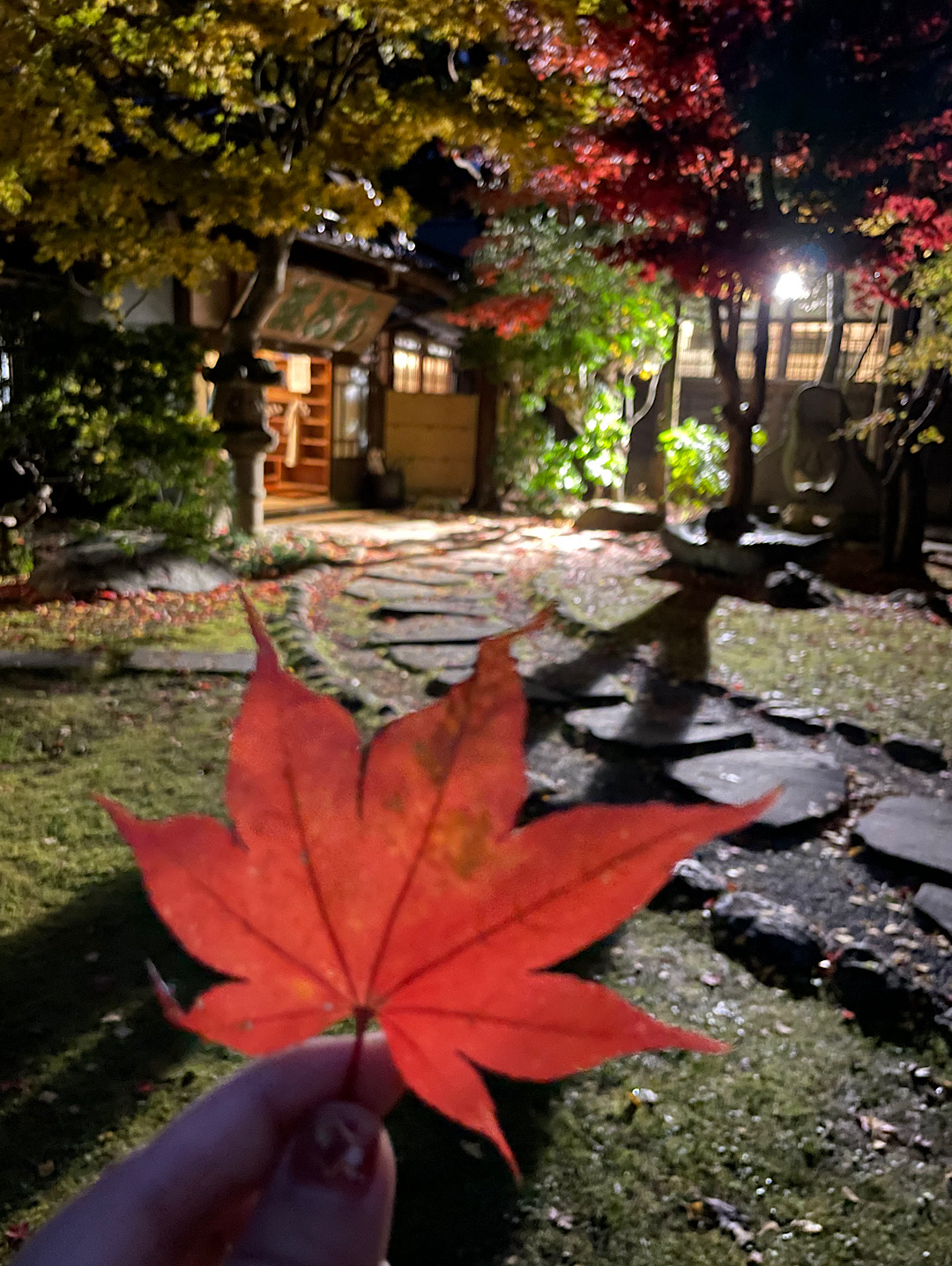 紅葉や秋の風景を撮ろう！
