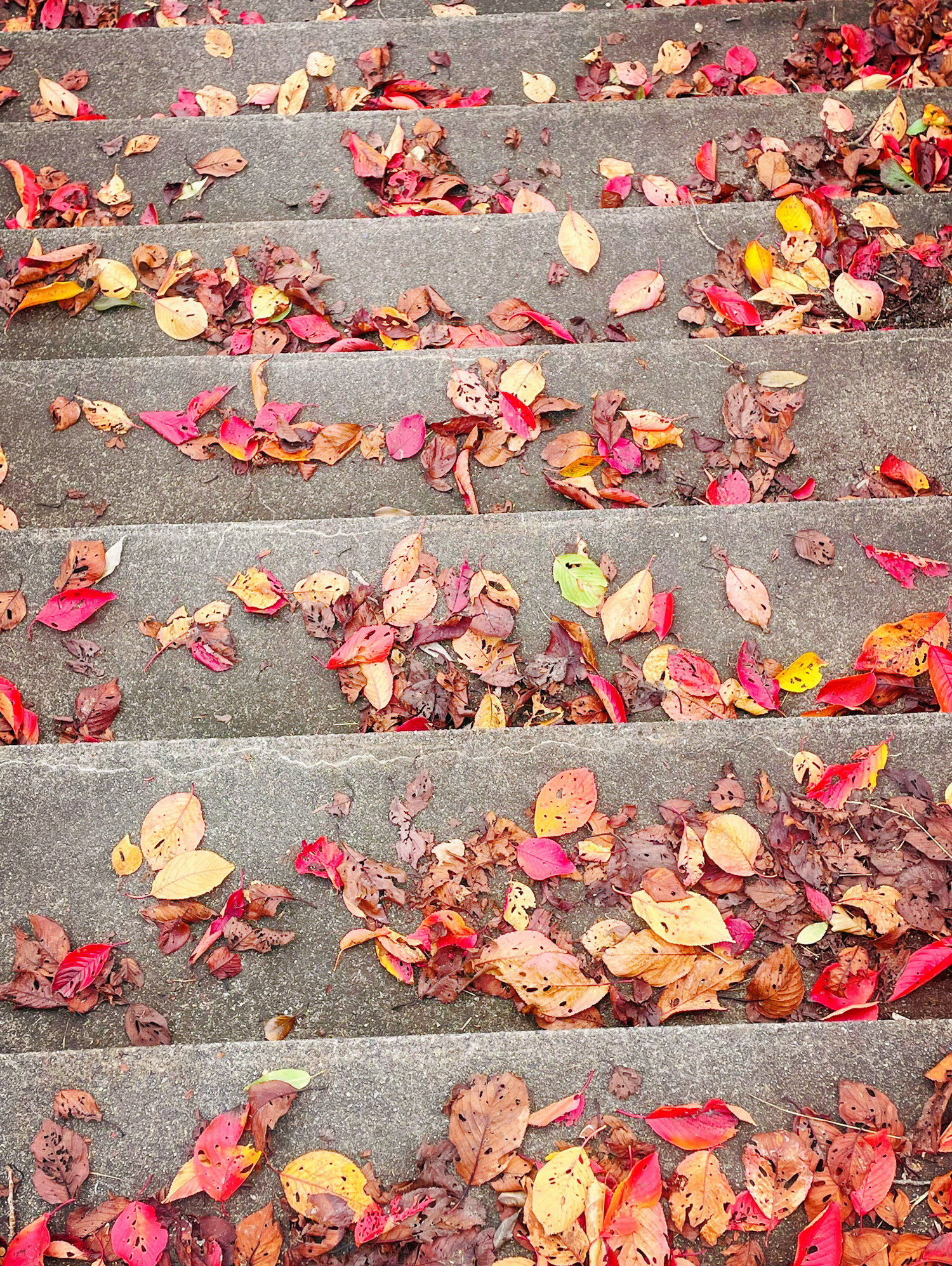 かさリスト🍂2025