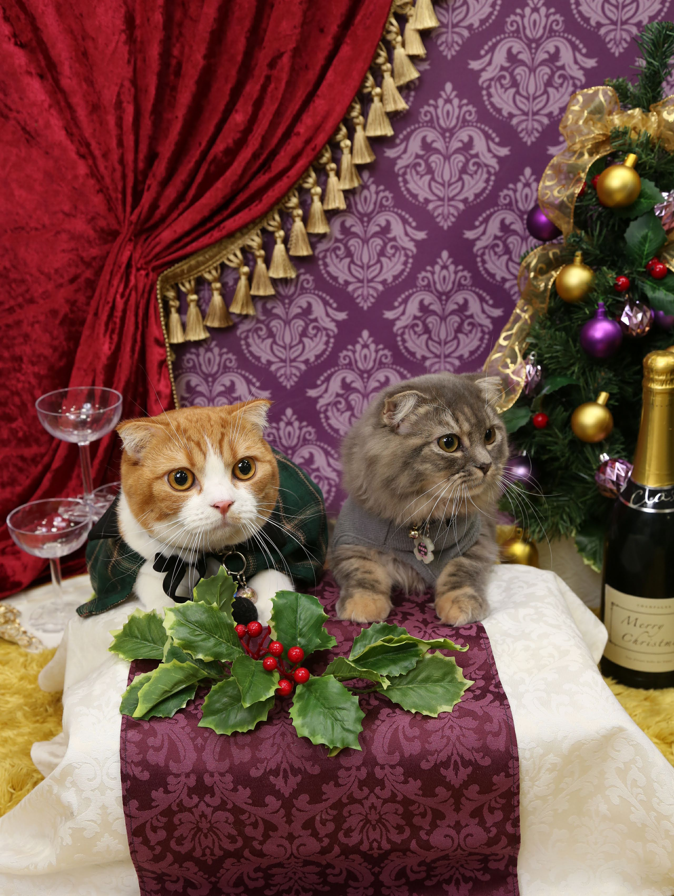 メリークリスマスにゃんこ