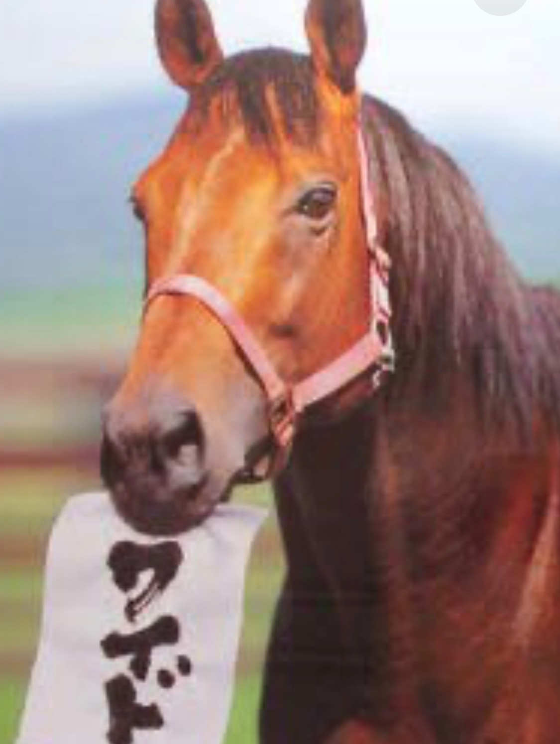 第1回ワイドチャンピオン👑決定戦‼️