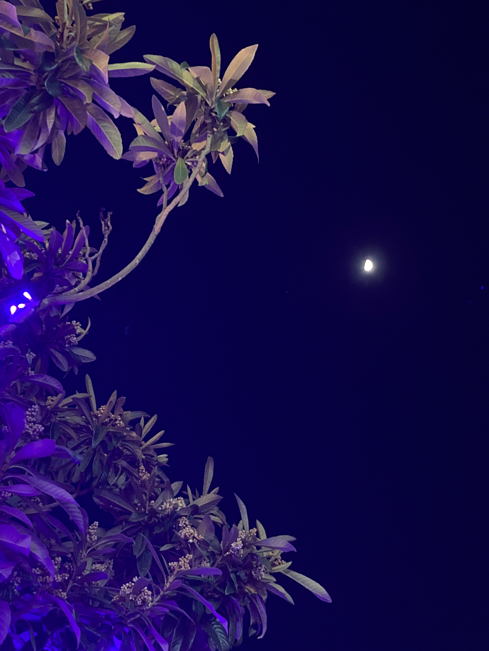 ロングナイトムーン