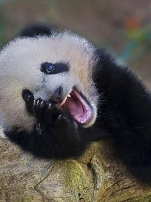 このパンダ、何か言おうとしてんな。何？