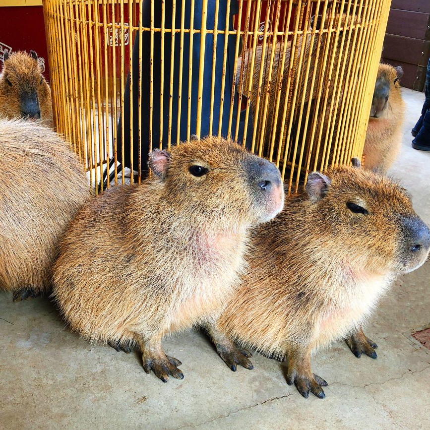 冬の動物園写真館