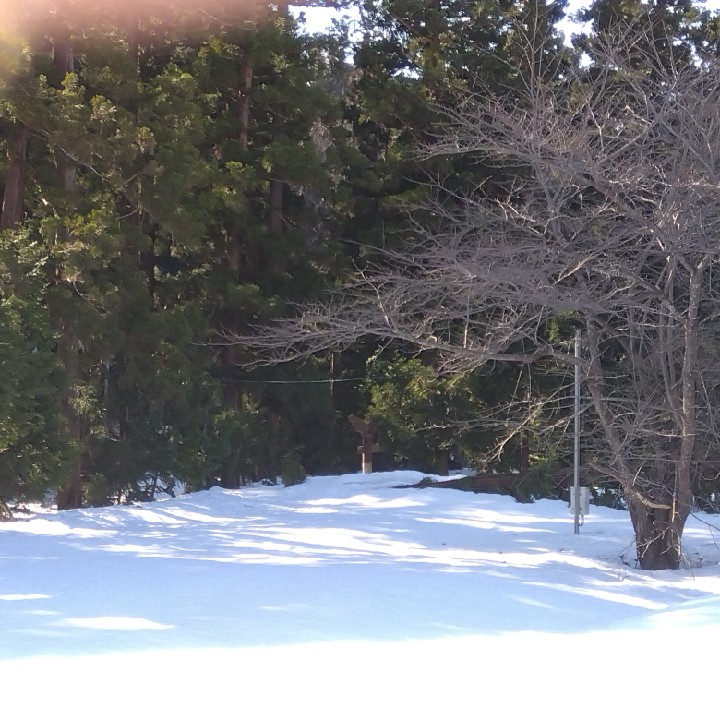 冬の青森生存確認2025-2026