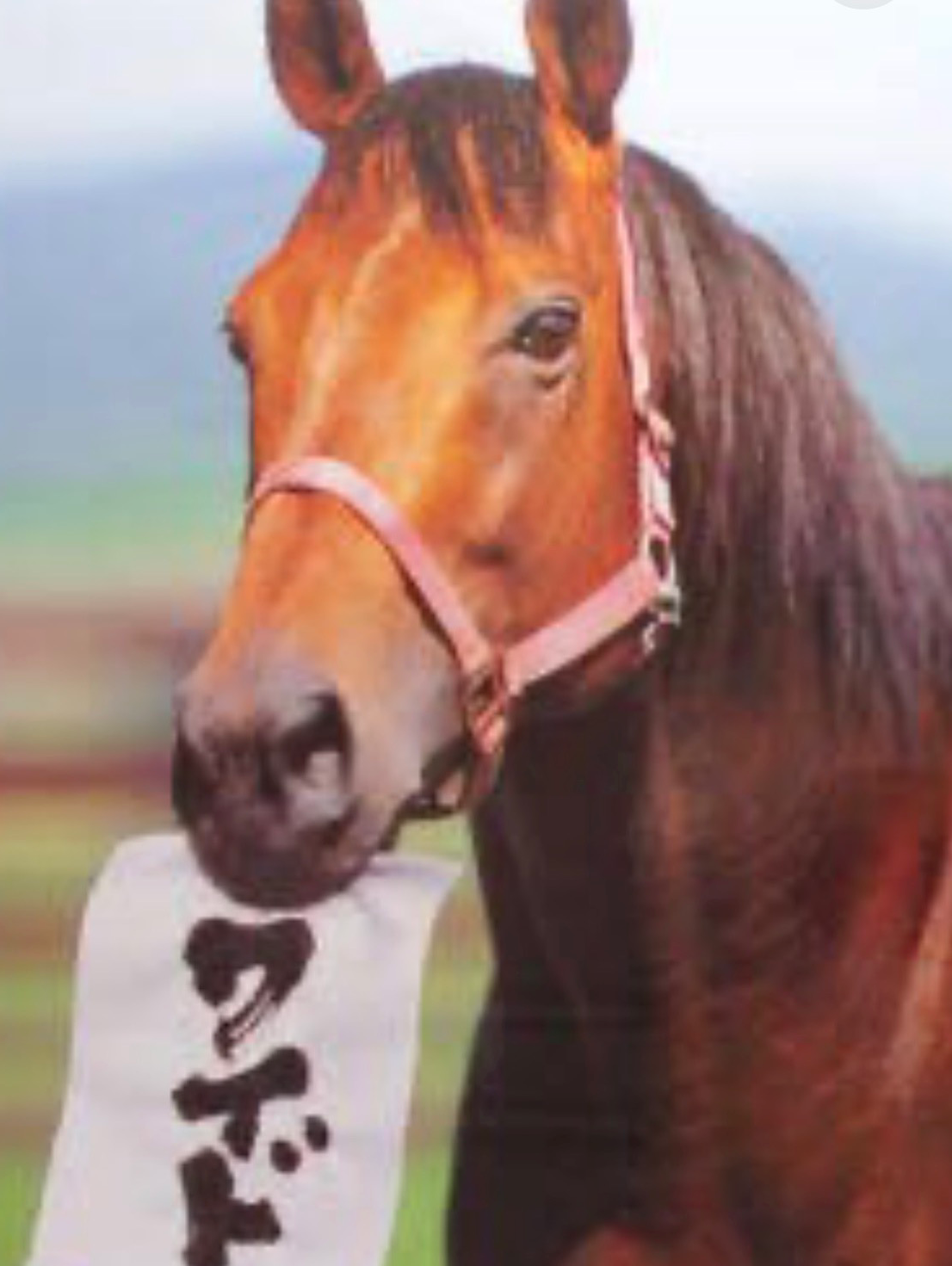 第1回ワイドチャンピオン👑決定戦‼️ 有馬記念