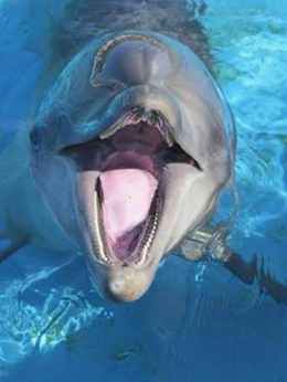 イルカショーのイルカが急に暴れだした！どんな理由？