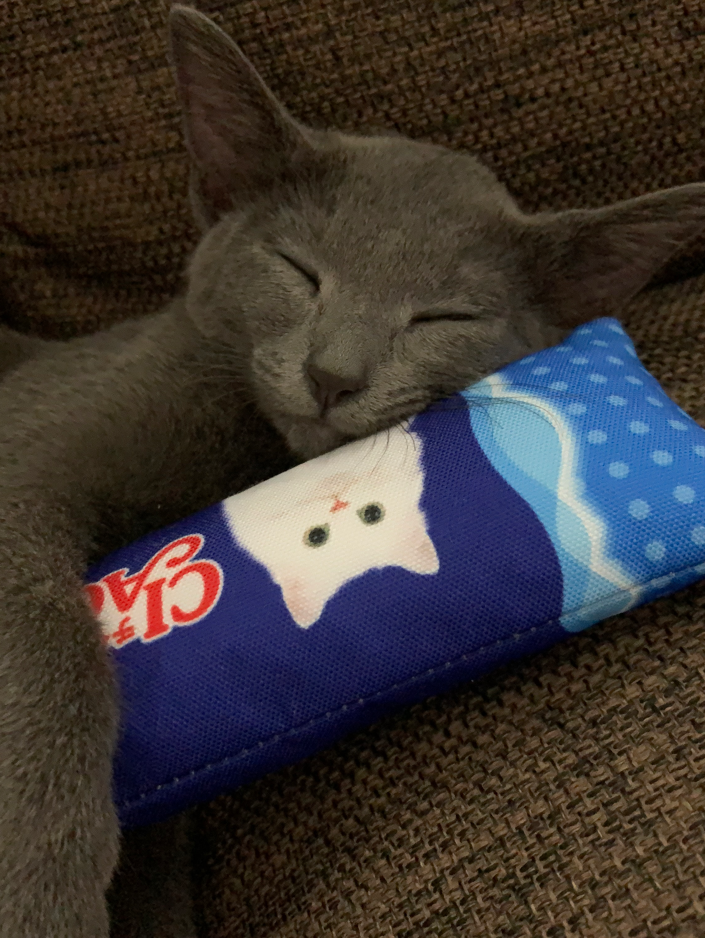 2月22日は(ニャンニャンニャン)🐈ネコの日🐈にちなんで‼️