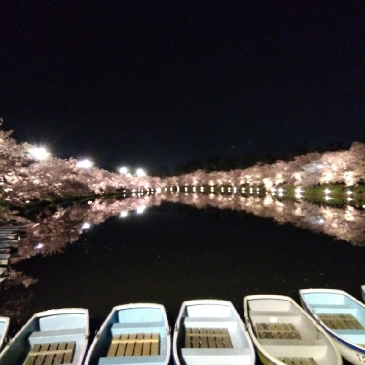 青森、春が来たね🌸