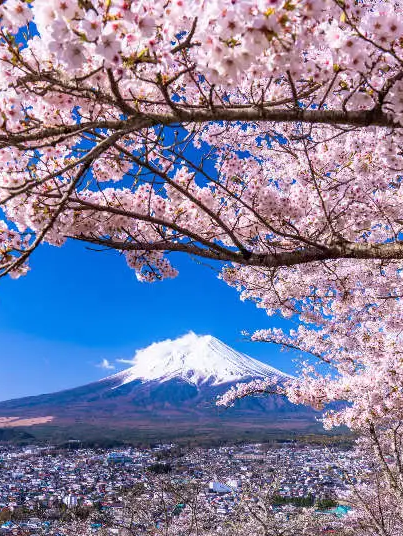 集まれ春の花2026🌸