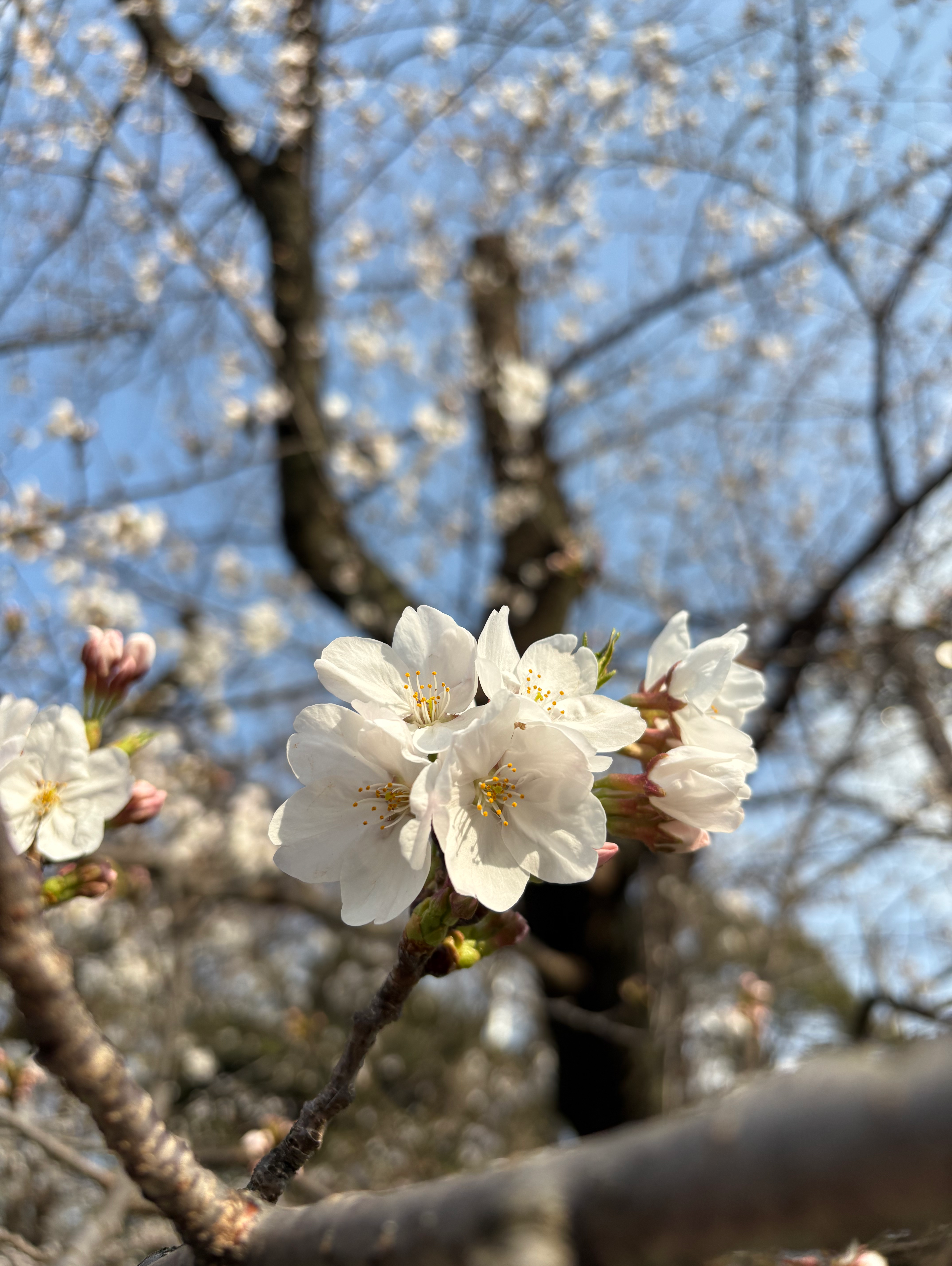 うえの桜フェスタ2026