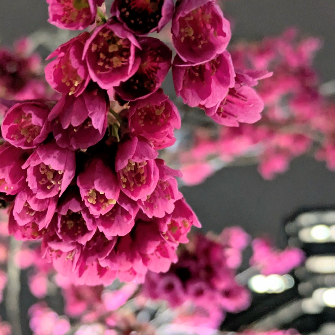 🌸春を感じる景色🌷 𓈒𓏸