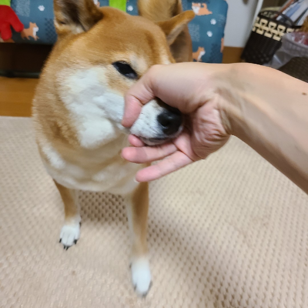 喋ってみよう！