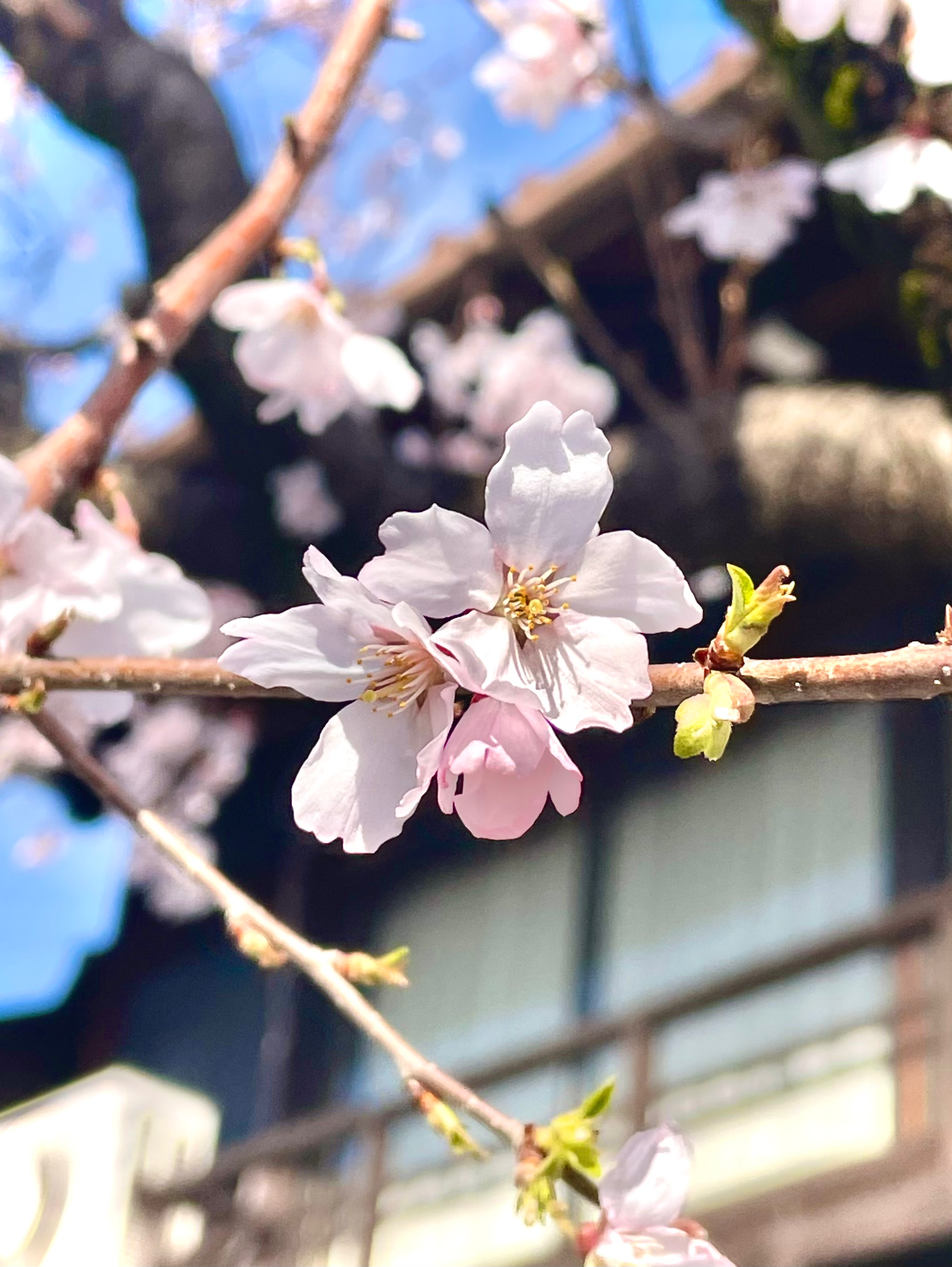 🌸春に聴きたくなる曲🌸
