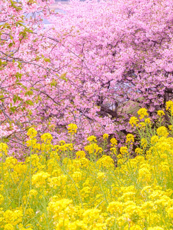 🌸みんなで星を桜色に🌸