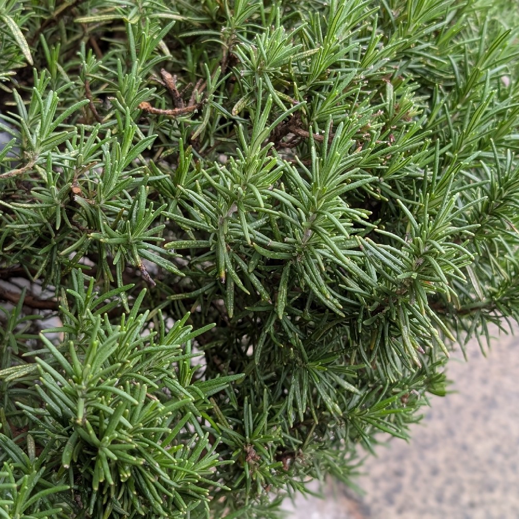 おさんぽ行きましょう！