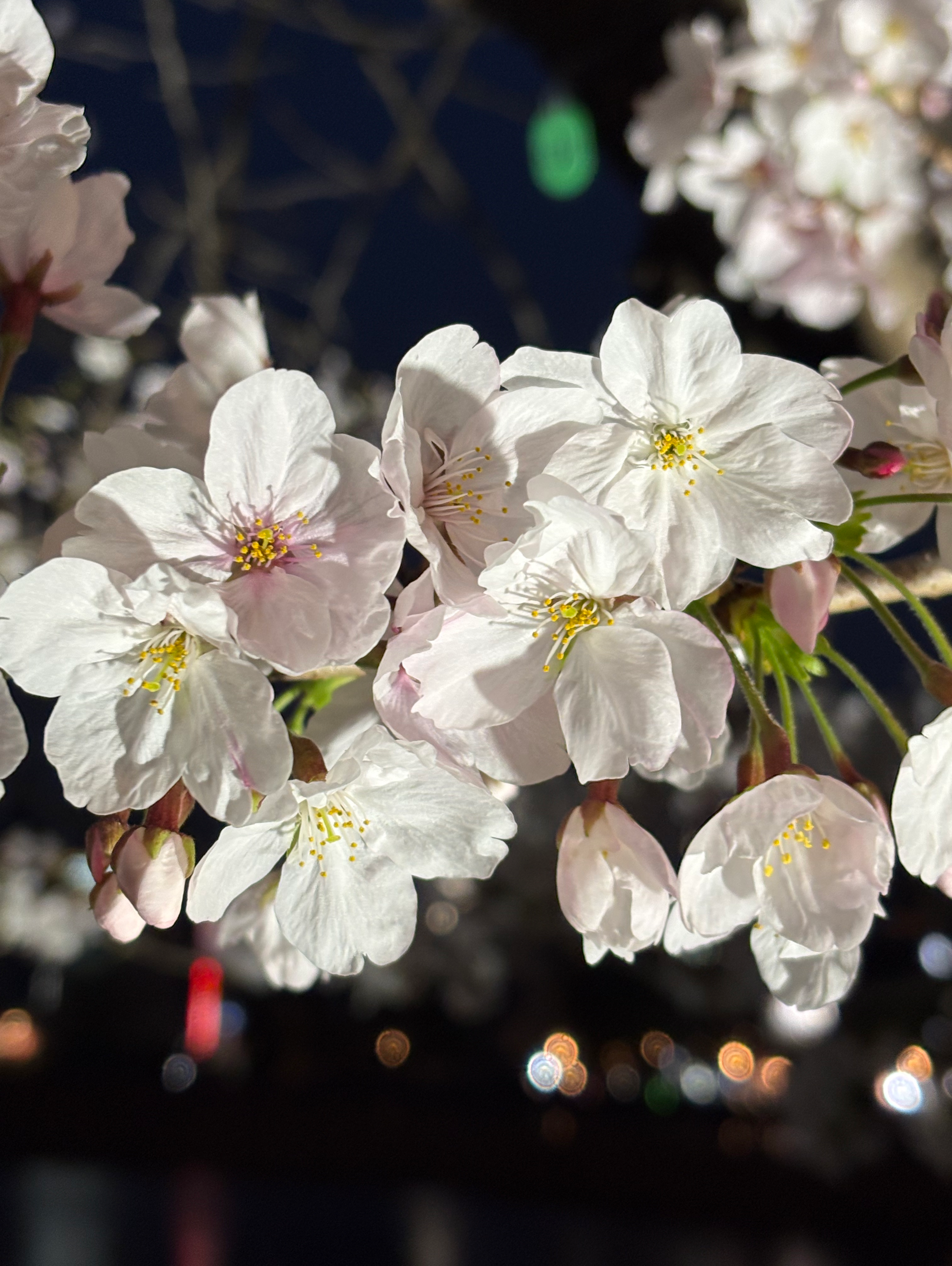 墨堤さくらまつり