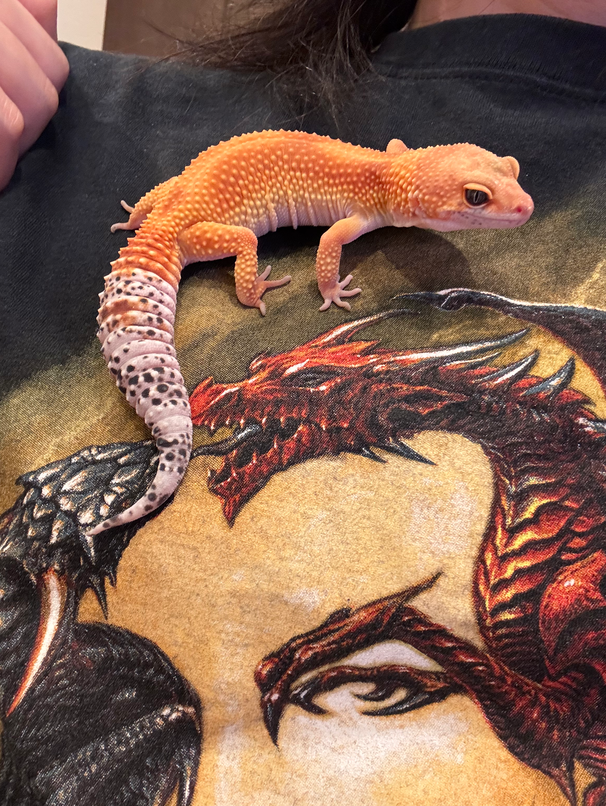 自慢の我が子の写真を見せてください！🦎