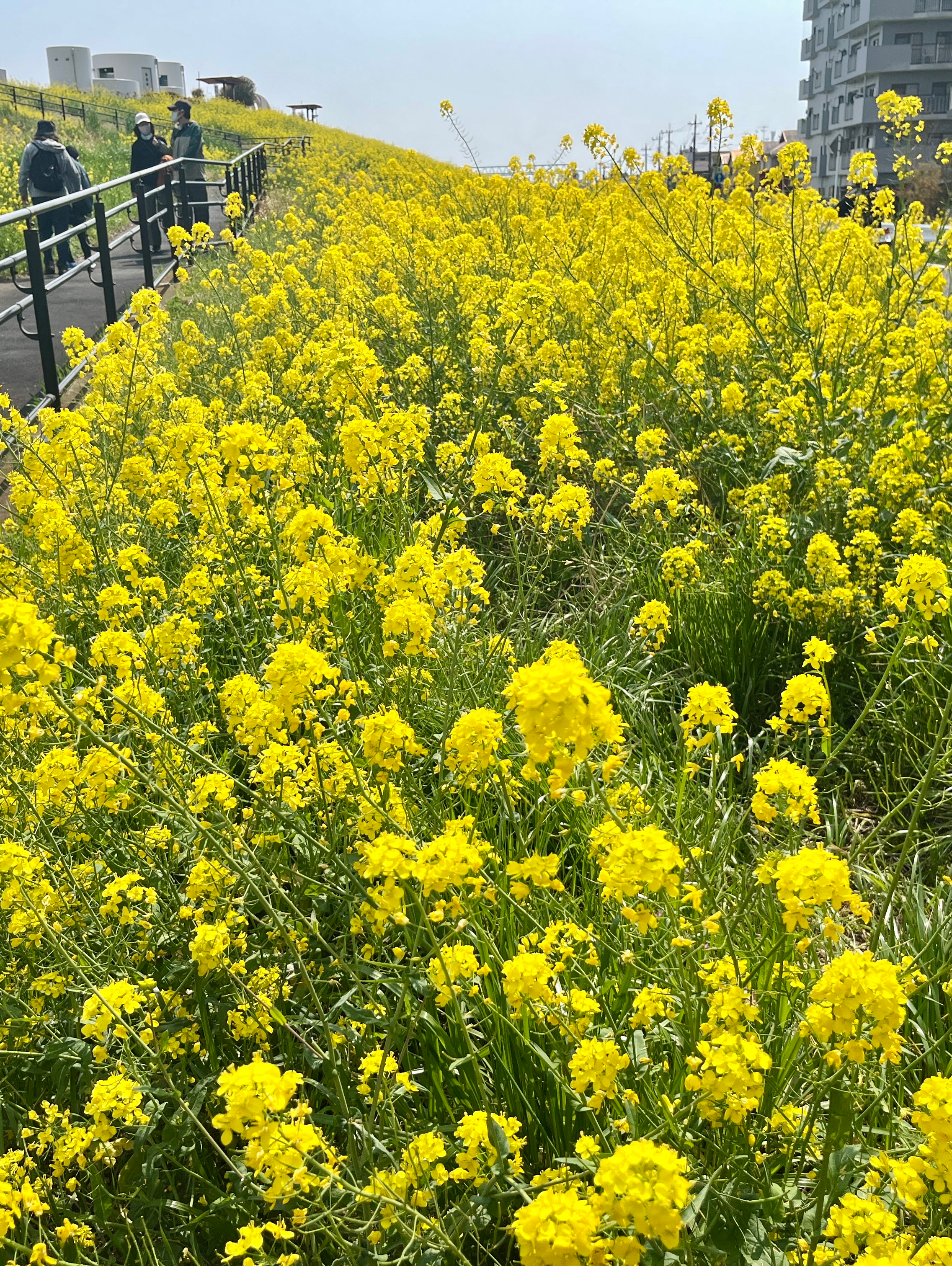 スピッツのコンサートの思い出を教えてください