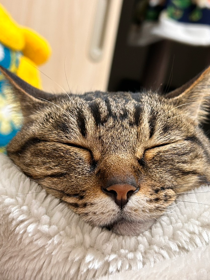 私の人生の推しを紹介しよう！！写真編