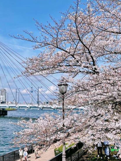 隅田川で桜見ながらワイン飲むだけの会🍷🌸